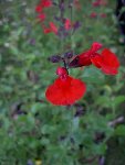 Salvia 'Red velvet'.JPG