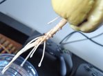 DSC00875.JPG