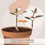 298490-Faire-pousser-noyau-avocat-4-4-main-12958807.jpg