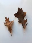 feuille.JPG