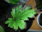 20170209_070425.jpg