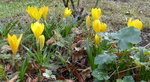 Crocus d'automne.jpg