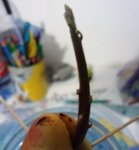 DSC00890.JPG