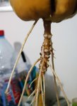 DSC00894.JPG