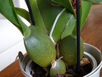 DSC08349.JPG