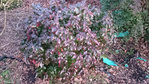 DSC_2981.JPG