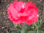 DSCN6694.JPG