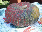 courge rouge 3.JPG