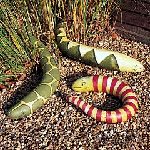 courge serpent.jpg