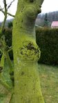 tronc vert