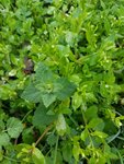 1 Les feuilles au premier plan qui ressemble à de la menthe odorante et qui n'en est pas du tout :)