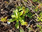 3 Feuilles grasses