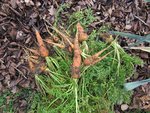 Les dernières carottes qu'il restaient sur la planche.