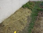 J'ai recouvert d'une très faible couche de foin pour éviter le dessèchement et la pousses des herbes.