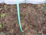 Plantation au 20 décembre