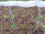 Plantation au 26 novembre