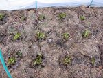 Plantation au 11 novembre