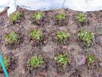 La même série aujourd'hui.<br />Plantation au 20 octobre.<br />Plus de 4 mois écoulés depuis la plantation.