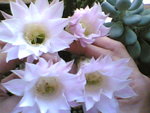 ECHINOPSIS EYRIESII.jpg