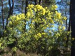 acacia dealbata 01.JPG