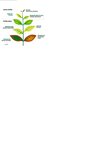 CARENCES PLANTES.JPG