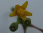 xyz fleur 33.JPG