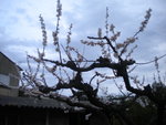 DSCN7421.JPG
