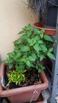 20170304_171538-600x1067.jpg