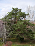 P1060493b.jpg