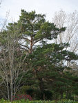 P1060629b.jpg