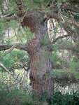 P1060644b.jpg