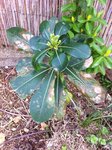 pittosporum malade