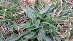 plantain1.jpg