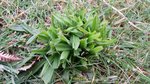 plantain2.jpg