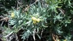 HELICHRYSUM.JPG