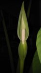 Fleur d'Alocasia Macrorrhiza