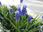 Muscari
