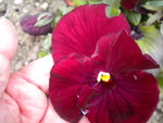 DSCN7443.JPG
