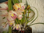 DSCN7437.JPG