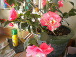 DSCN7456.JPG