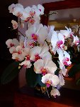 phalaenopsis.jpg