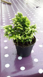 plante non identifiee.jpg