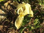 Iris lutescens 37.JPG