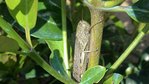 ANACRIDIUM AEGYPTIUM.JPG