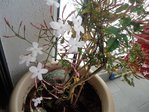 DSC00980 (Copier).JPG