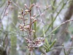 Bourgeons - 18 mars 2017 (1).jpg