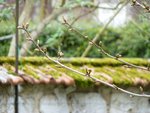 Bourgeons - 18 mars 2017 (3).jpg