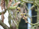 Bourgeons - 18 mars 2017 (4).jpg