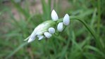 1 ALLIUM NEAPOLITANUM.JPG
