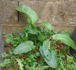 Plante 1.jpg